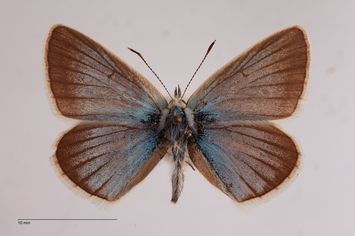 preview Polyommatus damon ausonia Verity, 1913